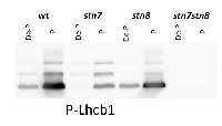 Lhcb1-P | LHCII type I chlorophyll a/b-binding protein, phopshorylated in the group Antibodies Plant/Algal / Photosynthesis / LHC at Agrisera AB (Antibodies for research) (AS13 2704)